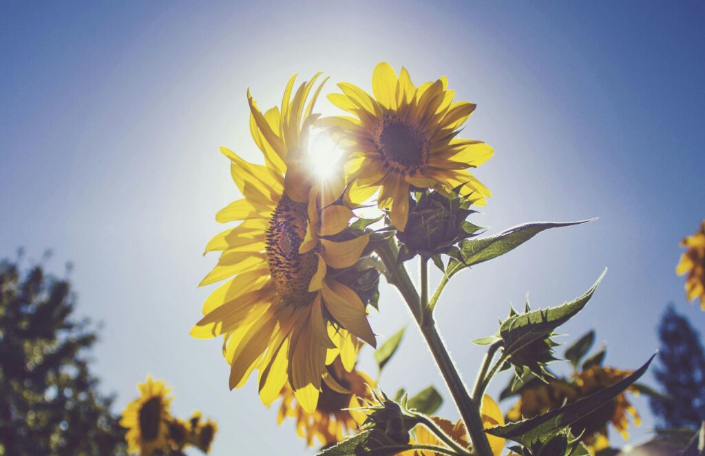 pexels-photo-963060-963060 Vibrant sunflowers basking in sunlight with a clear blue sky in Citrus Heights.