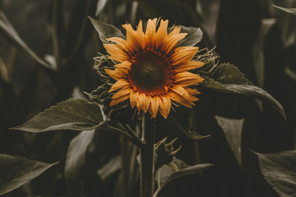 Close-up of a sunflower with raindrops, captured in a moody setting.