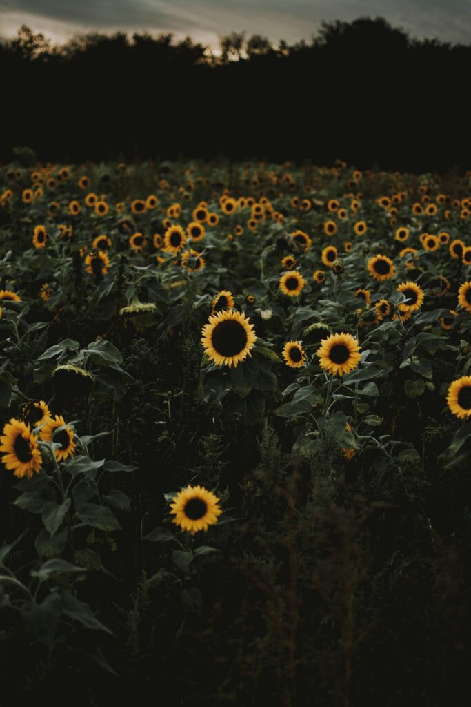 A picturesque field of sunflowers at dusk in Liezen, Styria, Austria.