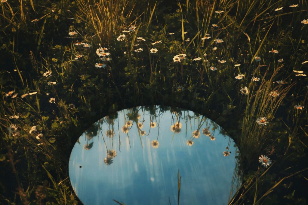 A tranquil scene of daisies reflected in a mirror, set amidst lush grass on a sunny day.